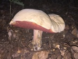 Caloboletus firmus image