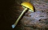 Callistosporium luteo-olivaceum image