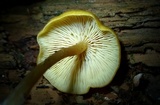 Callistosporium luteo-olivaceum image