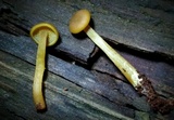 Callistosporium luteo-olivaceum image