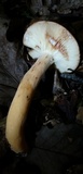 Lactarius volemus image