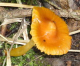 Hygrocybe psittacina var. perplexa image