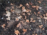 Collybiopsis luxurians image