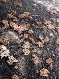 Collybiopsis luxurians image
