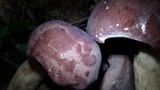 Tylopilus rubrobrunneus image