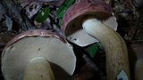 Tylopilus rubrobrunneus image
