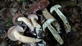 Tylopilus rubrobrunneus image