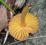 Hygrocybe psittacina var. perplexa image