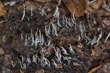 Xylaria magnoliae image