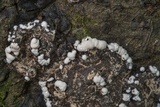 Kretzschmaria deusta image