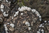 Kretzschmaria deusta image
