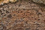 Xylobolus frustulatus image