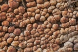 Xylobolus frustulatus image