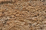 Xylobolus frustulatus image