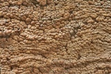 Xylobolus frustulatus image