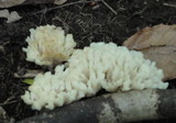 Tremellodendron pallidum image