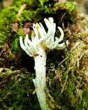 Aphelaria tuberosa image