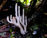 Aphelaria tuberosa image
