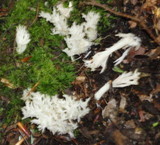 Clavulina coralloides image