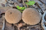 Lycoperdon americanum image