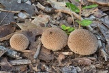 Lycoperdon americanum image