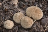 Lycoperdon americanum image