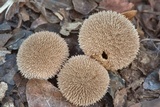 Lycoperdon americanum image