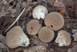 Lycoperdon americanum image