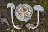 Heliomyces decolorans image