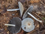 Coprinellus impatiens image