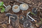 Coprinellus impatiens image