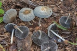 Coprinellus impatiens image