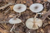 Leucocoprinus longistriatus image