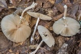 Leucocoprinus longistriatus image