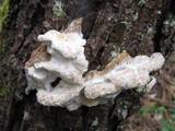 Oligoporus guttulatus image
