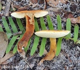 Gyroporus castaneus image