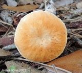 Gyroporus castaneus image
