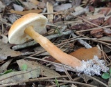 Gyroporus castaneus image