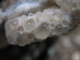 Oligoporus guttulatus image
