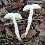 Gyroporus castaneus image