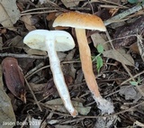 Gyroporus castaneus image