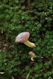 Cantharellus lewisii image