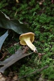 Cantharellus lewisii image