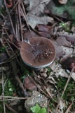 Tylopilus plumbeoviolaceus image