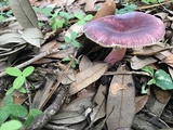 Russula mariae image