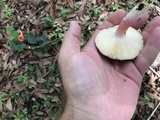 Russula mariae image