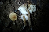 Pseudolaccaria pachyphylla image
