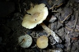 Pseudolaccaria pachyphylla image