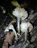 Marasmiellus omphaliformis image