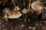 Mycena vitilis image